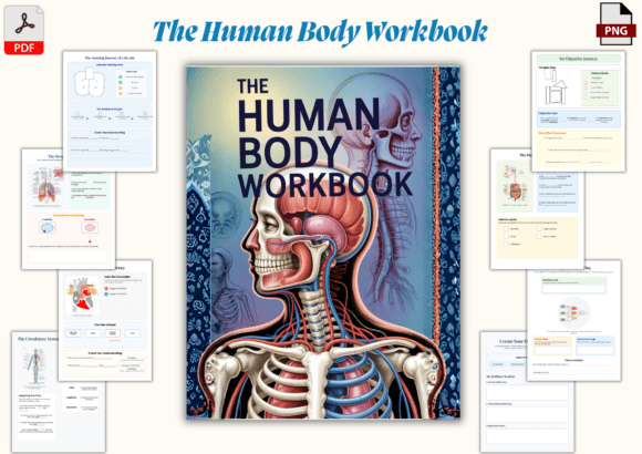 Human Body
